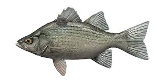 Image result for Morone chrysops