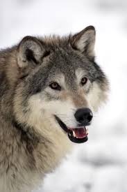 Attēlu rezultāti vaicājumam “Canis lupus”