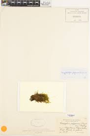 Attēlu rezultāti vaicājumam “Drepanocladus polygamus”