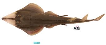 Image result for Glaucostegus cemiculus