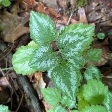 Attēlu rezultāti vaicājumam “Lamiastrum galeobdolon leaf”