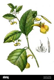 Attēlu rezultāti vaicājumam “Impatiens noli-tangere leaf”