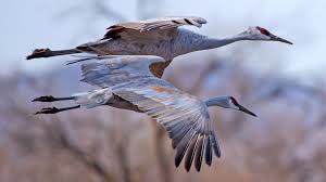 Attēlu rezultāti vaicājumam “Gruiformes”