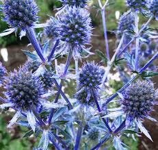 Attēlu rezultāti vaicājumam “Eryngium planum flower”