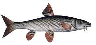 Image result for Barbus barbus