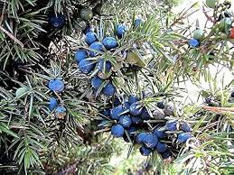 Attēlu rezultāti vaicājumam “Juniperus communis fruit”