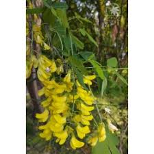 Attēlu rezultāti vaicājumam “Laburnum anagyroides flower”
