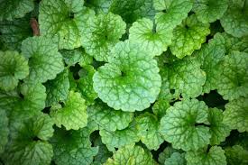Image result for Glechoma hederacea