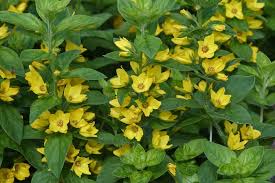 Attēlu rezultāti vaicājumam “Lysimachia punctata”