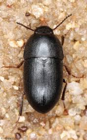 Attēlu rezultāti vaicājumam “Tenebrionidae”