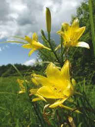 Attēlu rezultāti vaicājumam “Hemerocallis lilioasphodelus”