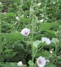 Image result for Althaea officinalis