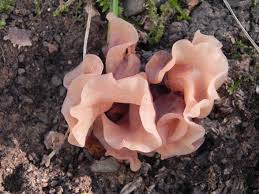 Attēlu rezultāti vaicājumam “Tremella foliacea”