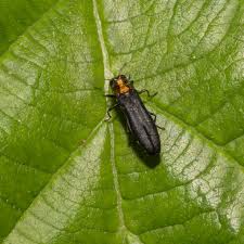 Attēlu rezultāti vaicājumam “Criocephalus rusticus”