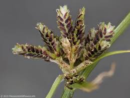 Attēlu rezultāti vaicājumam “Cyperus fuscus”