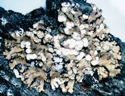 Attēlu rezultāti vaicājumam “Parmeliopsis ambigua”