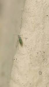 Attēlu rezultāti vaicājumam “Dicyphus sp.”