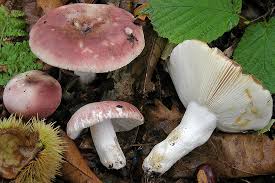 Attēlu rezultāti vaicājumam “Russula vesca”