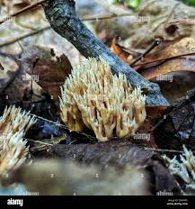 Attēlu rezultāti vaicājumam “Tremellodendropsis tuberosa”