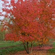 Attēlu rezultāti vaicājumam “Acer tataricum subsp. ginnala”