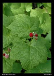 Attēlu rezultāti vaicājumam “Rubus parviflorus fruit”