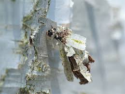 Attēlu rezultāti vaicājumam “Proutia betulina”