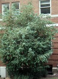 Attēlu rezultāti vaicājumam “Buxus sempervirens”