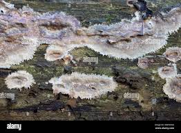 Attēlu rezultāti vaicājumam “Phlebia centrifuga”