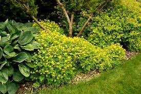 Attēlu rezultāti vaicājumam “Corydalis intermedia leaf”