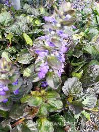 Attēlu rezultāti vaicājumam “Ajuga reptans”