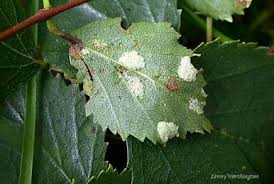 Attēlu rezultāti vaicājumam “Acalitus longisetosus”