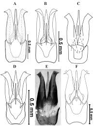 Attēlu rezultāti vaicājumam “Athous sp.”