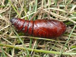 Attēlu rezultāti vaicājumam “Griposia aprilina”