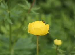 Attēlu rezultāti vaicājumam “Trollius europaeus bud”