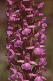 Attēlu rezultāti vaicājumam “Gymnadenia conopsea flower”