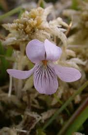 Attēlu rezultāti vaicājumam “Viola epipsila flower”