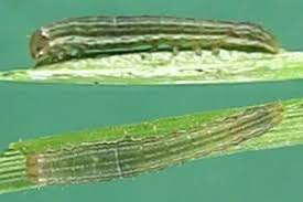 Attēlu rezultāti vaicājumam “Mythimna turca”