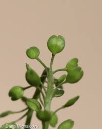 Attēlu rezultāti vaicājumam “Lepidium densiflorum fruit”