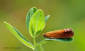 Attēlu rezultāti vaicājumam “Lathronympha strigana”