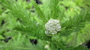 Attēlu rezultāti vaicājumam “Achillea millefolium bud”