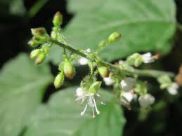 Attēlu rezultāti vaicājumam “Circaea lutetiana”