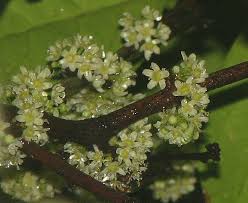 Attēlu rezultāti vaicājumam “Erysimum hieracifolium”