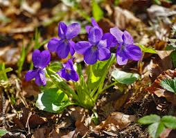 Image result for Veilchen