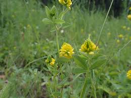 Attēlu rezultāti vaicājumam “Trifolium aureum leaf”