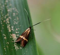 Attēlu rezultāti vaicājumam “Adelidae”