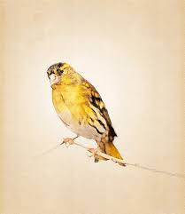 Attēlu rezultāti vaicājumam “Carduelis spinus male”