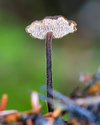 Attēlu rezultāti vaicājumam “Auriscalpium vulgare”