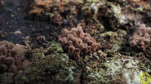 Attēlu rezultāti vaicājumam “Arcyria stipata”