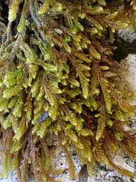 Attēlu rezultāti vaicājumam “Palustriella”