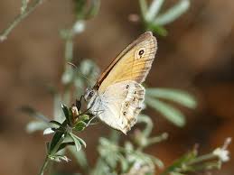 Attēlu rezultāti vaicājumam “Coenonympha glycerion underside”